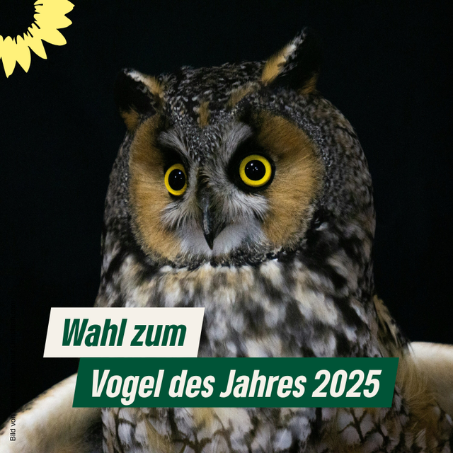 Wahl zum Vogel des Jahres 2025