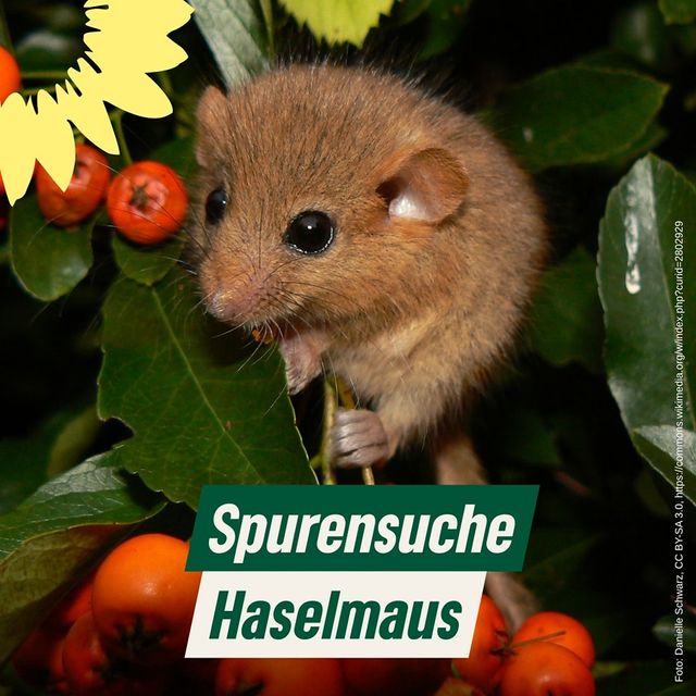 Spurensuche: Haselmaus