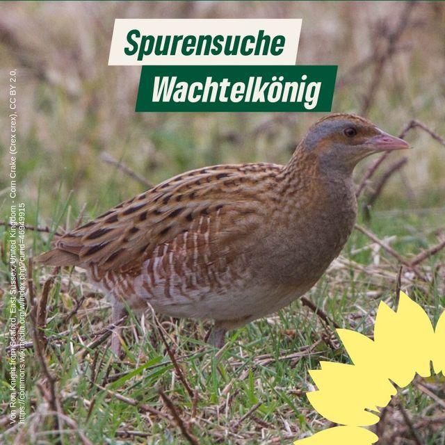 Spurensuche: Wachtelkönig