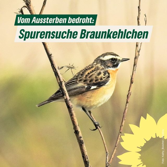 Spurensuche: Braunkehlchen