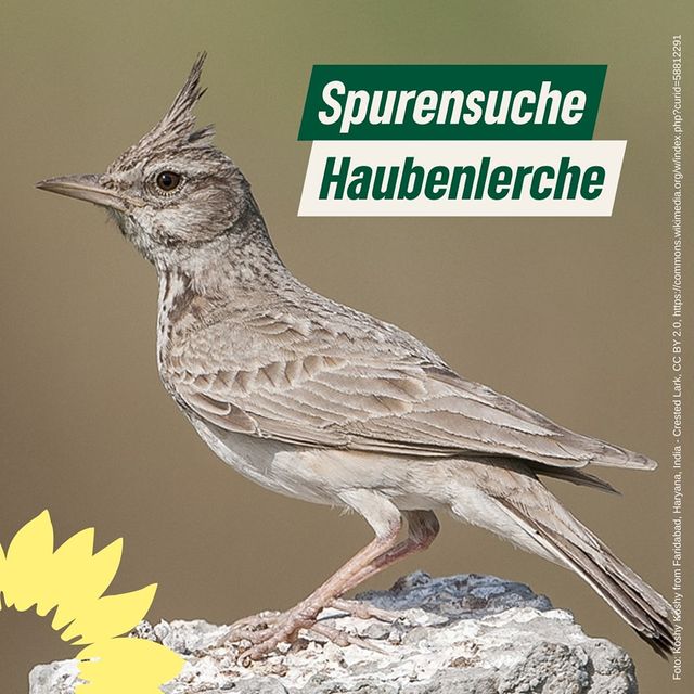 Spurensuche: Haubenlerche