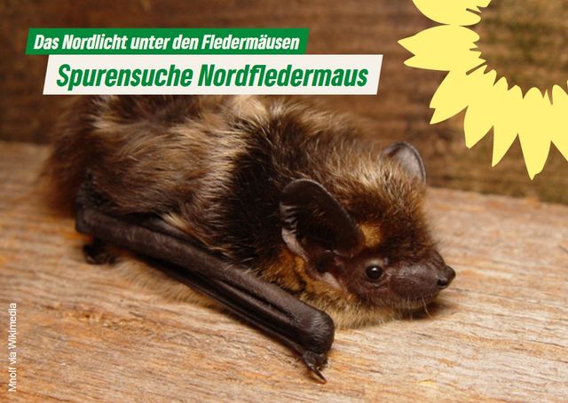 Spurensuche: Nordfledermaus