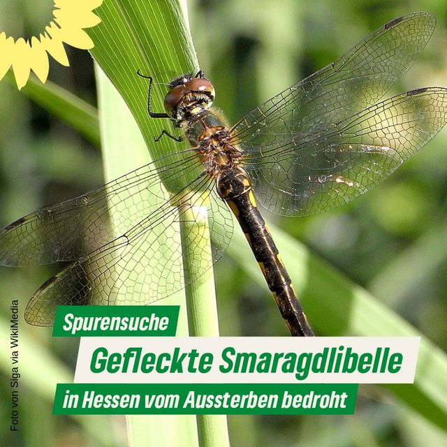 Spurensuche: Gefleckte Smaragdlibelle