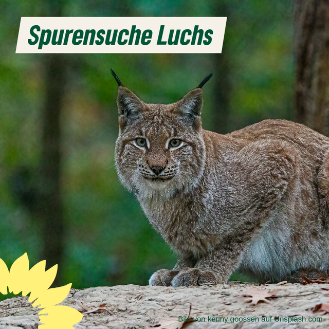 Spurensuche: Luchs