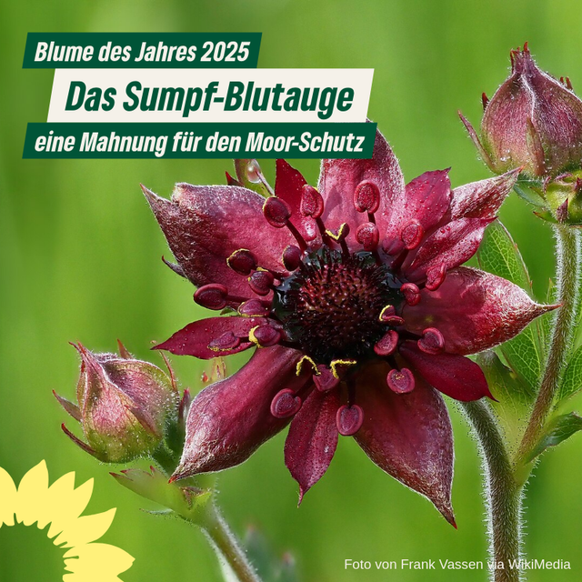 Blume des Jahres 2025: Das Sumpf-Blutauge