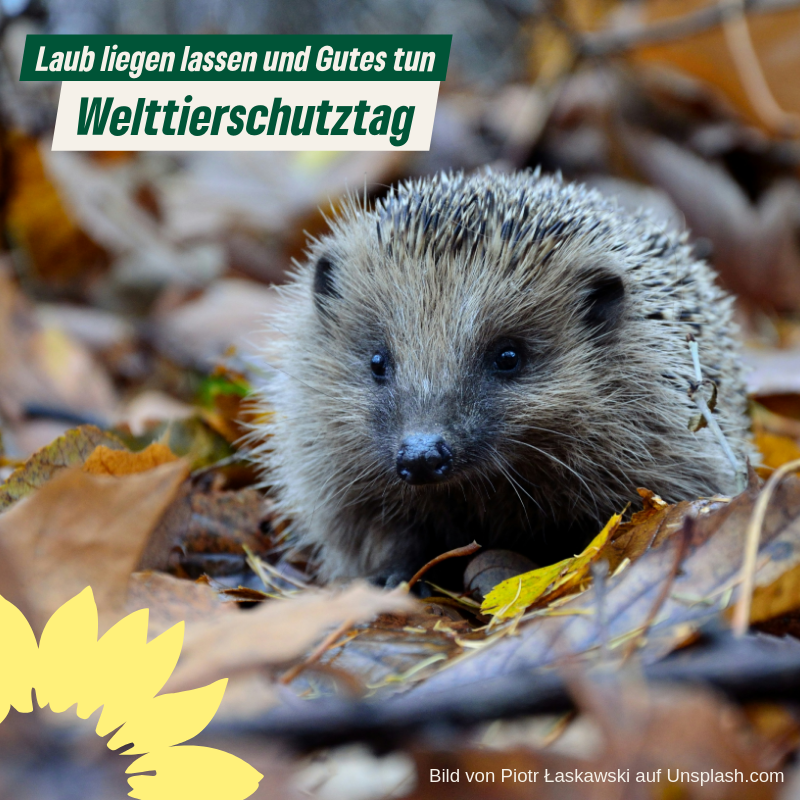 Welttierschutztag - Laub liegen lassen und Gutes tun