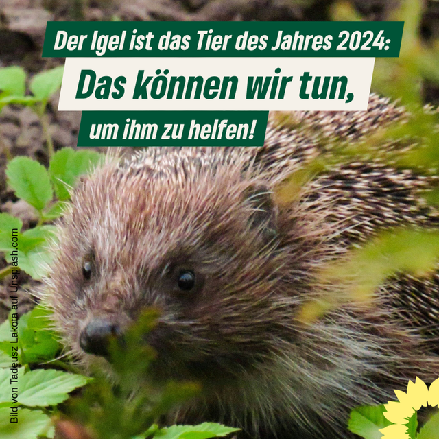 Der Igel ist das Tier des Jahres 2024