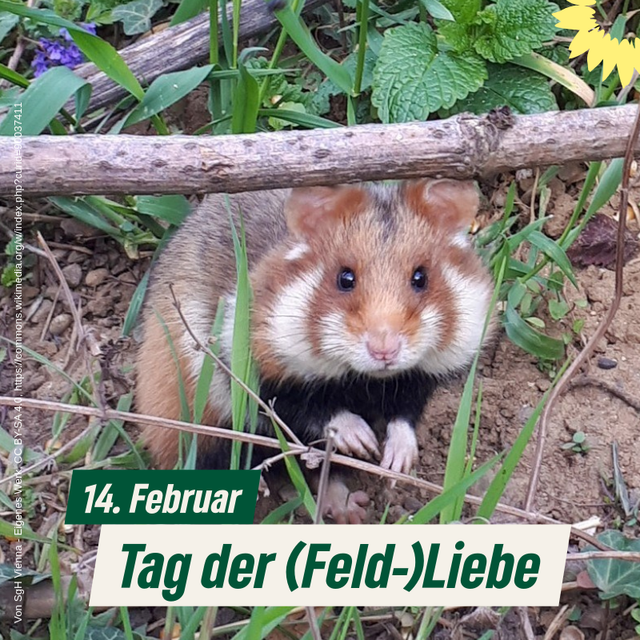 Tag der (Feld-)Liebe