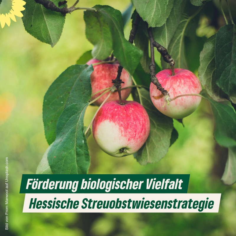 Hessische Streuobstwiesenstrategie