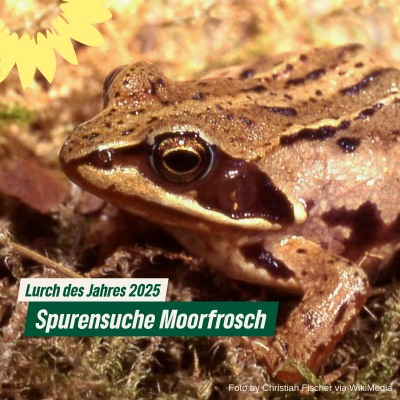 Spurensuche Moorfrosch - Der Lurch des Jahres 2025