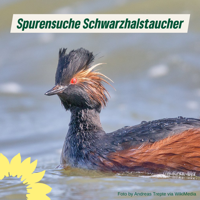 Spurensuche Schwarzhalstaucher