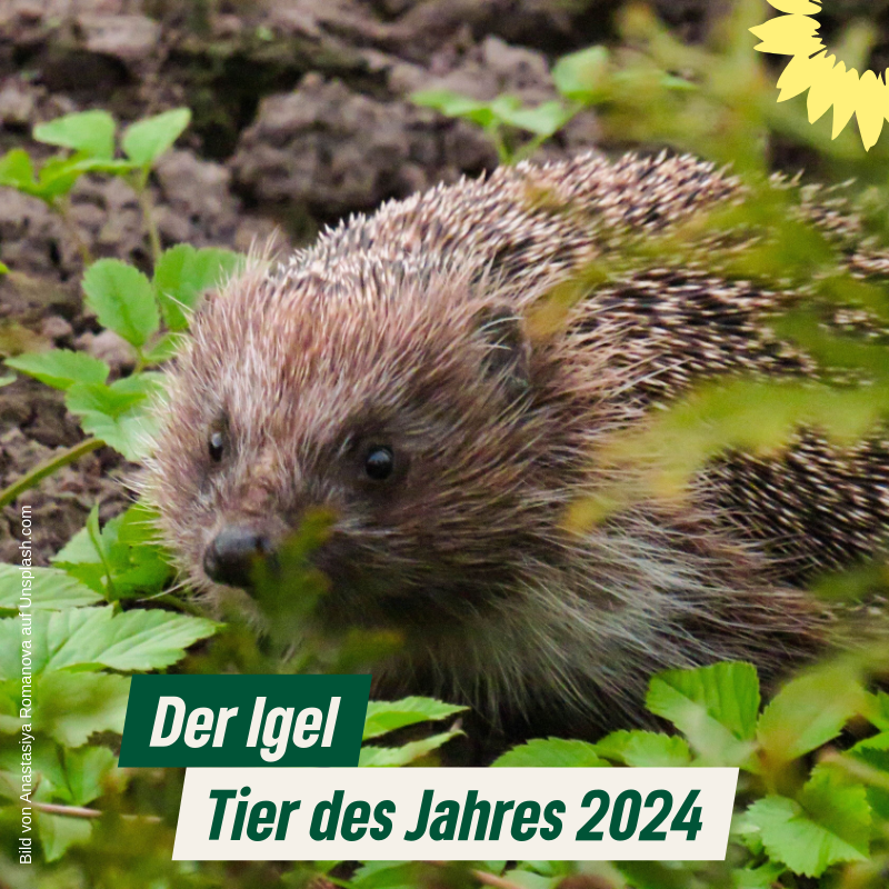 Der Igel ist das Tier des Jahres 2024