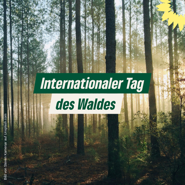 Morgen ist der internationale Tag des Waldes