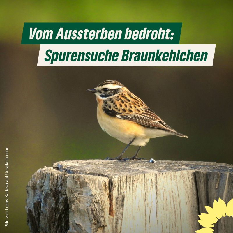 Spurensuche: Braunkehlchen