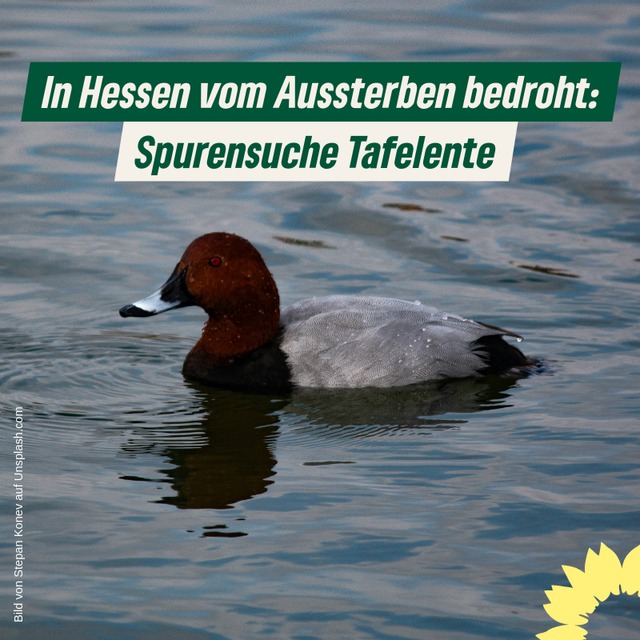 Spurensuche Tafelente