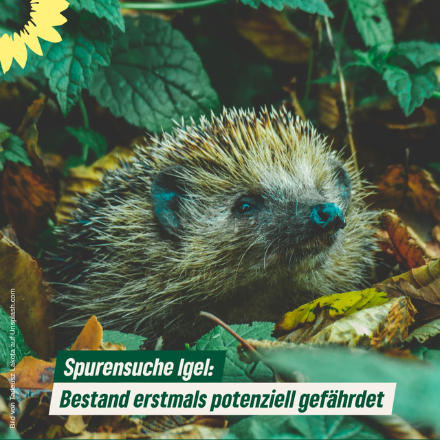 Spurensuche Igel