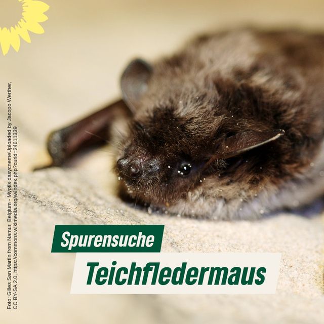 Spurensuche Teichfledermaus