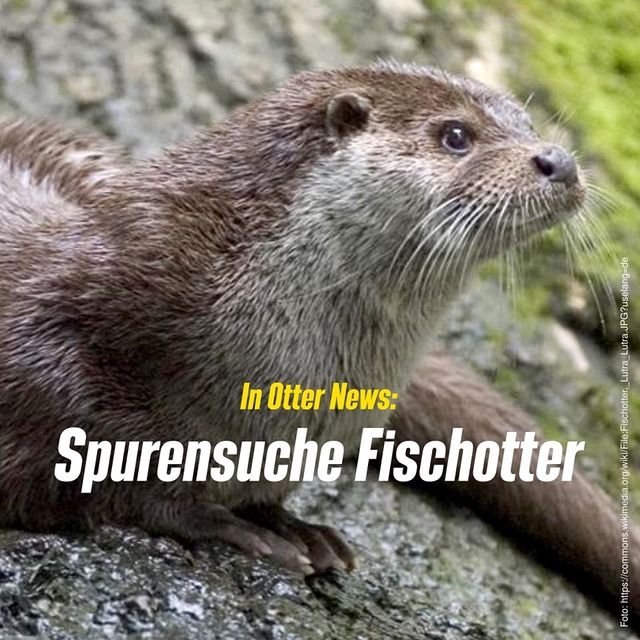 Spurensuche Fischotter