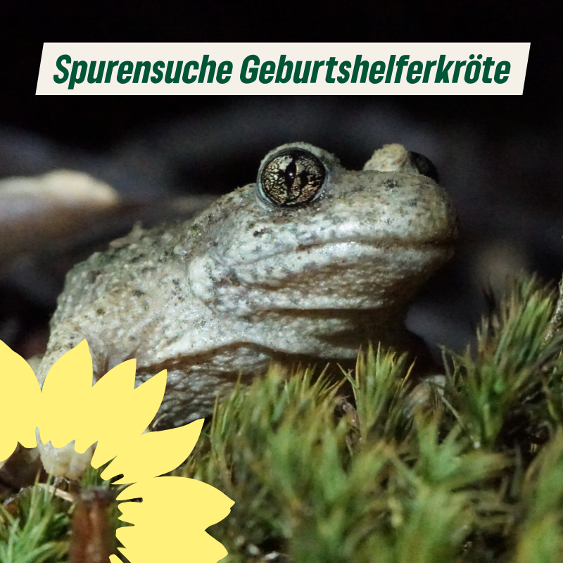 Spurensuche Geburtshelferkröte