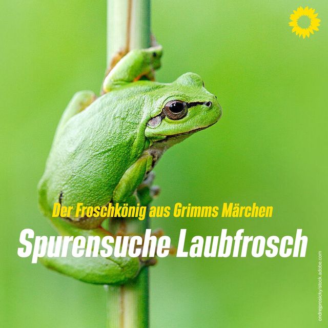 Spurensuche Laubfrosch