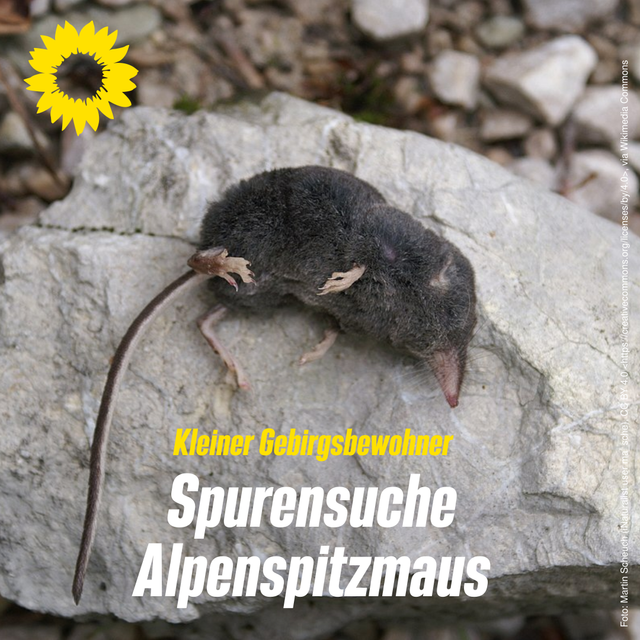 Spurensuche Alpenspitzmaus