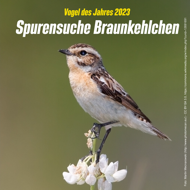 Spurensuche Braunkehlchen