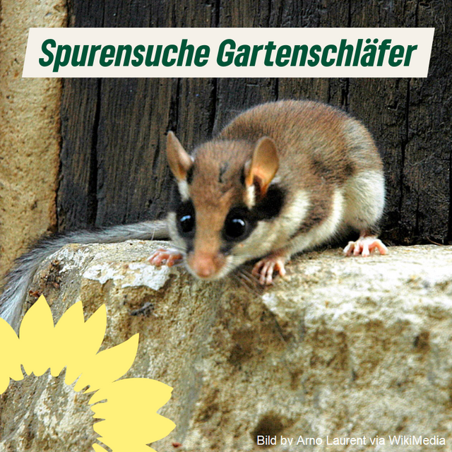 Spurensuche Gartenschläfer