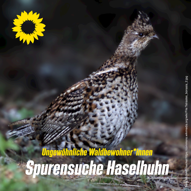 Spurensuche Haselhuhn