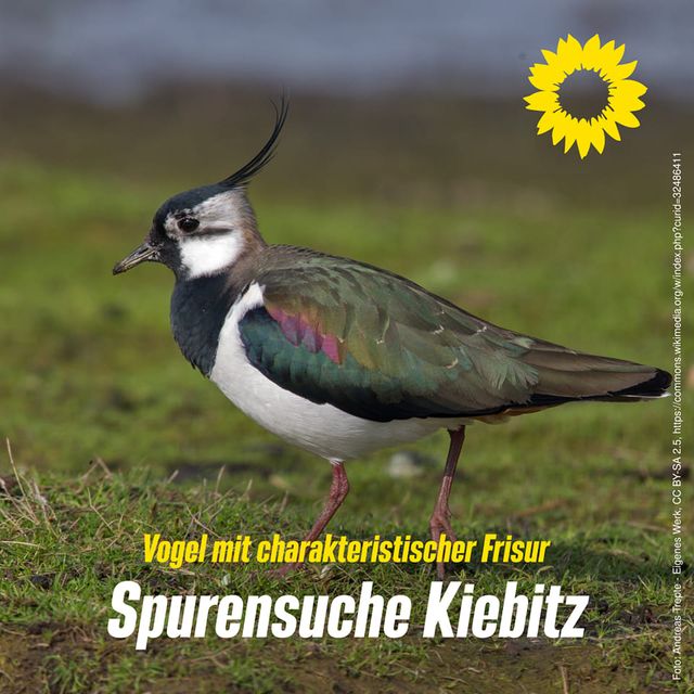 Spurensuche Kiebitz