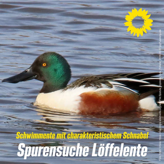 Spurensuche Löffelente