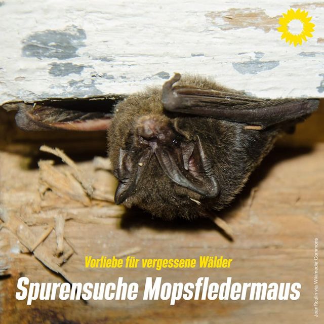 Spurensuche Mopsfledermaus