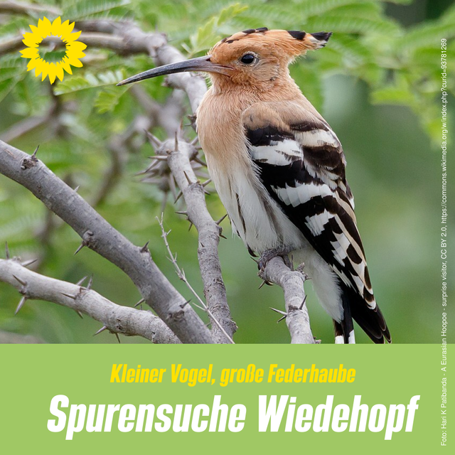 Spurensuche Wiedehopf