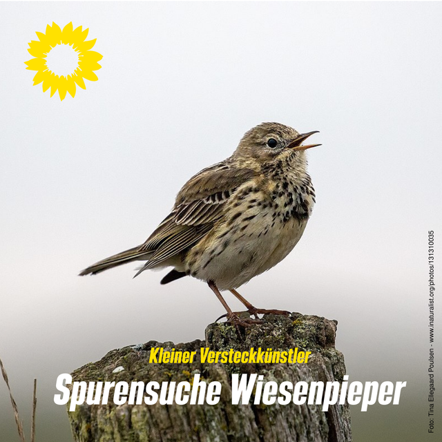 Spurensuche Wiesenpieper