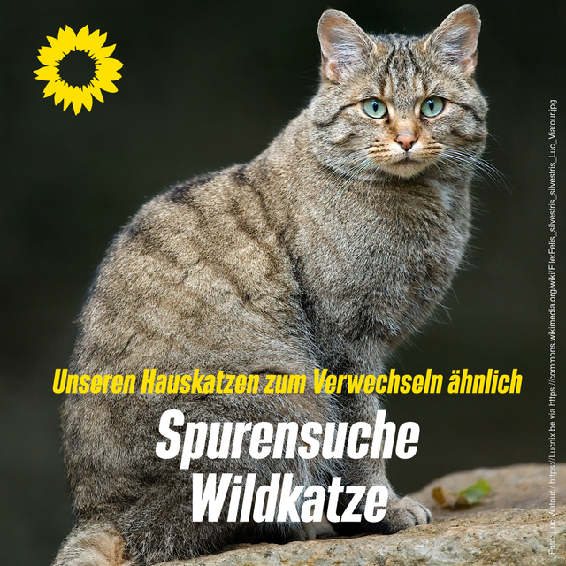 Spurensuche Wildkatze