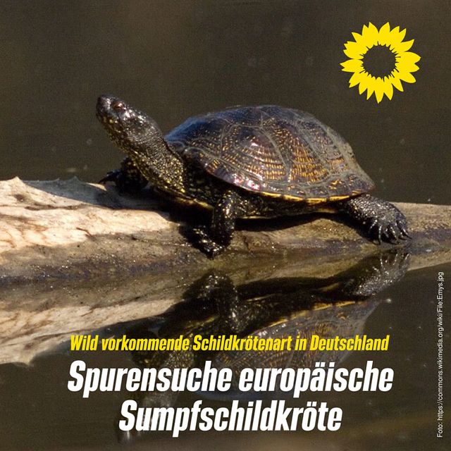 Spurensuche Europäische Sumpfschildkröte