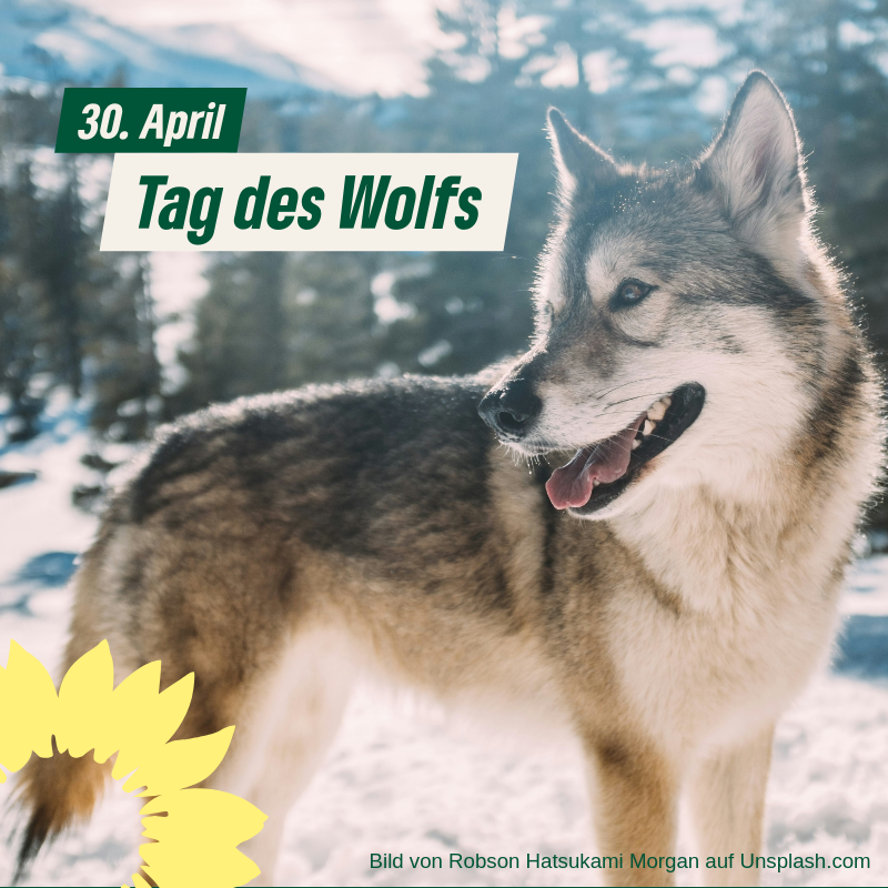 Tag des Wolfs
