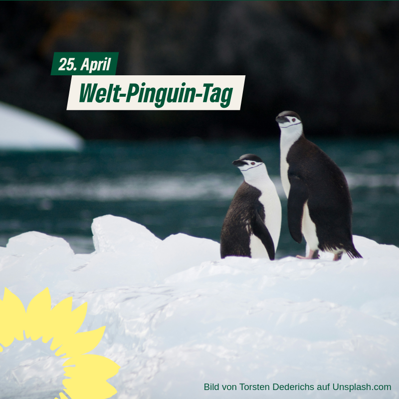 Morgen ist Welt-Pinguin-Tag