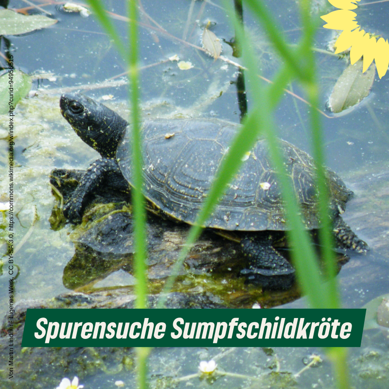 Spurensuche Sumpfschildkröte