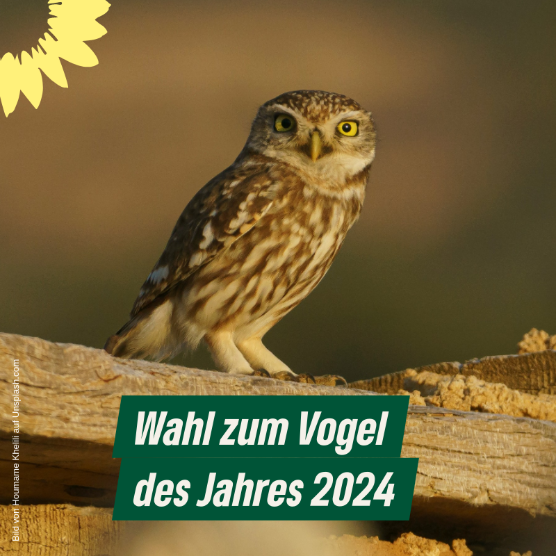 Wahl zum Vogel des Jahres 2024