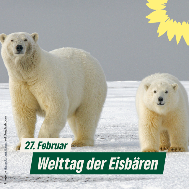 Welttag der Eisbären