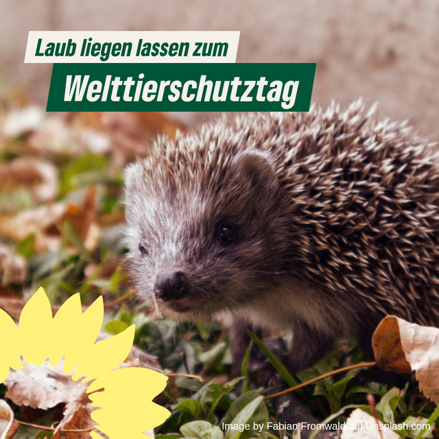 Laub liegen lassen zum Welttierschutztag