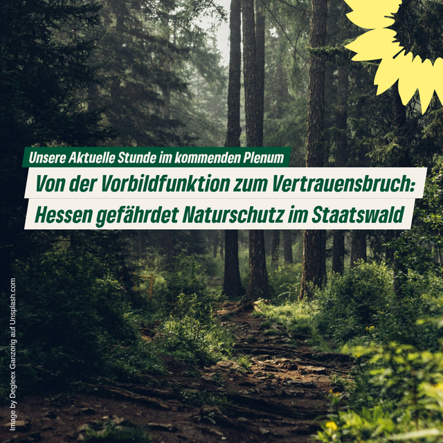 Die schwarz-rote Landesregierung plant massive Einschnitte beim Waldschutz in Hessen!