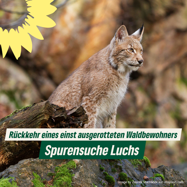 Spurensuche Luchs