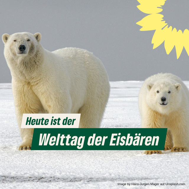 Welttag der Eisbären