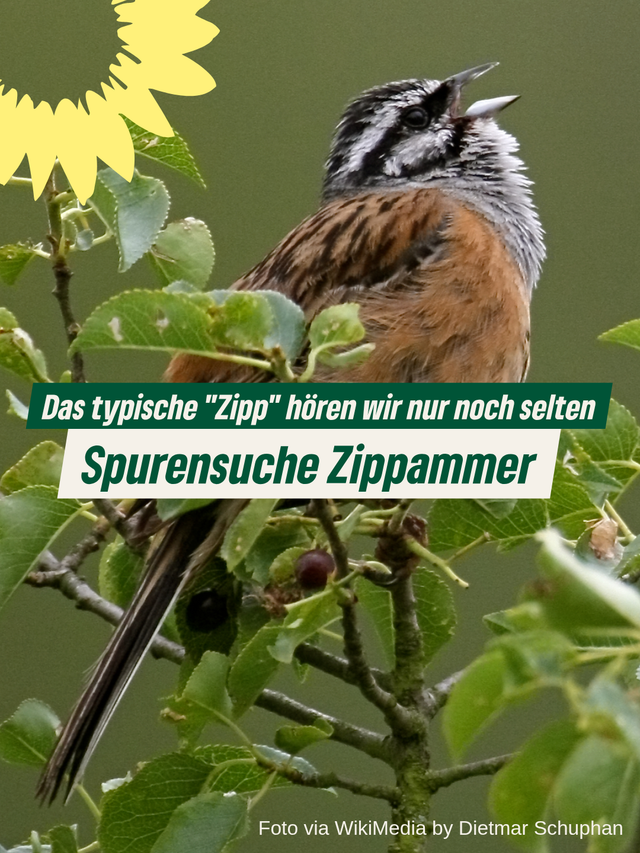 Spurensuche Zippammer