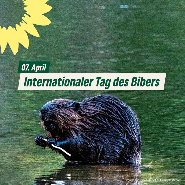 Internationaler Tag des Bibers
