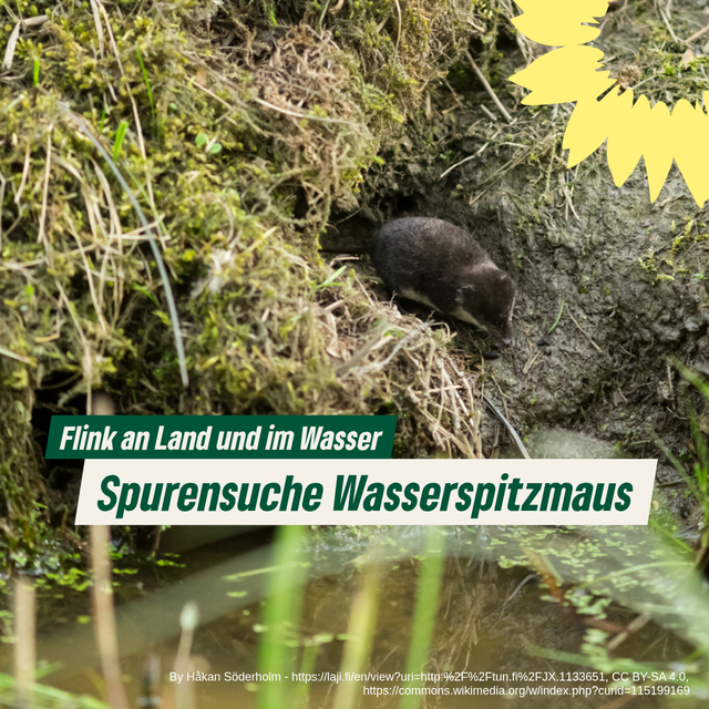 Spurensuche Wasserspitzmaus
