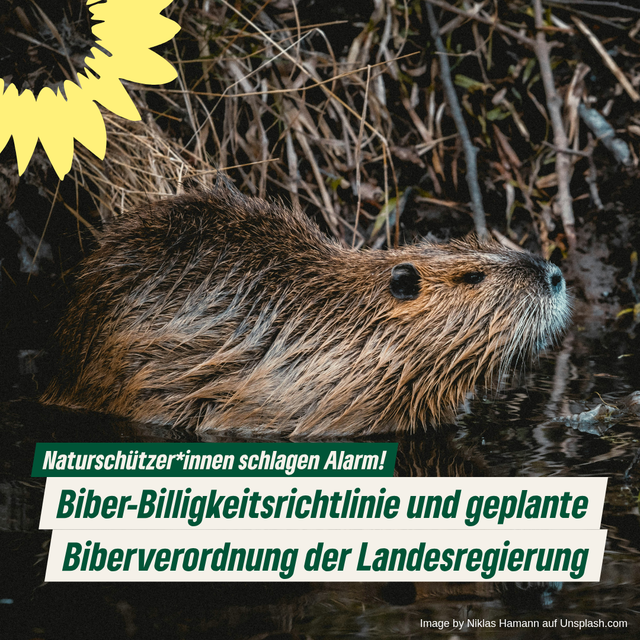 Biber-Billigkeitsrichtlinie und geplante Biberverordnung - Naturschützer*innen schlagen Alarm!