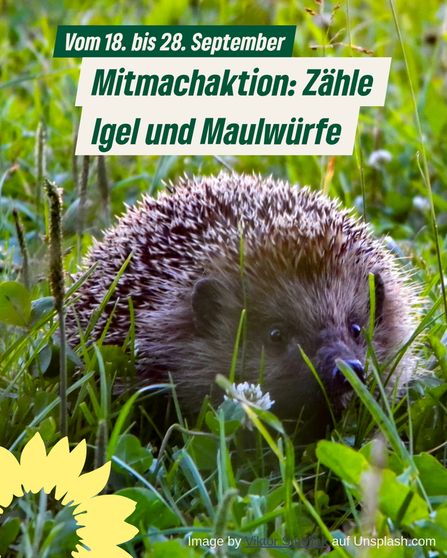 Mitmachaktion: Igel und Maulwürfe zählen