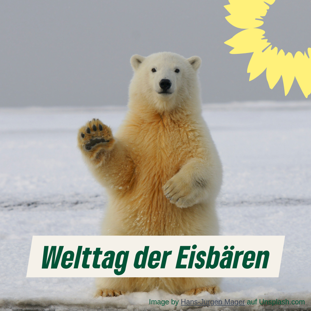 Welttag der Eisbären